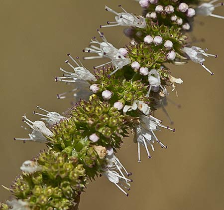 Espiga floral del Mentastro (Mentha suaveolens) 