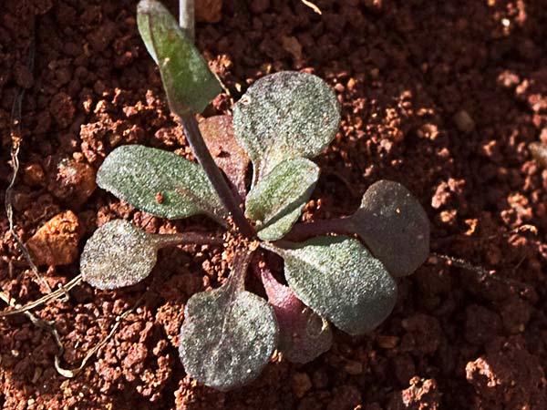 Mostacilla brava (Thlaspi perfoliatum)