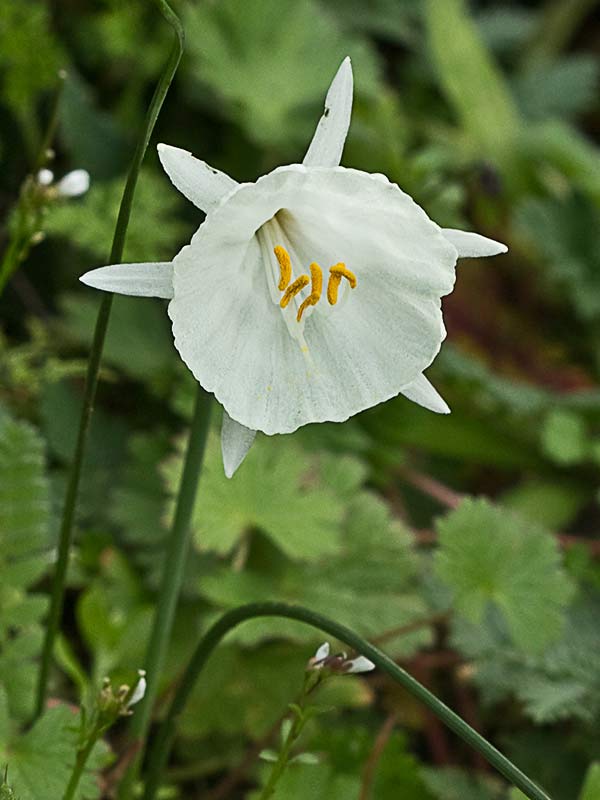 Flor del narciso blanco