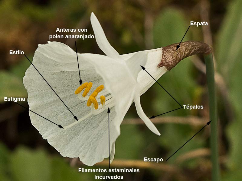 Estructura y partes de la flor del Narciso blanco, campanitas (Narcissus cantabricus)