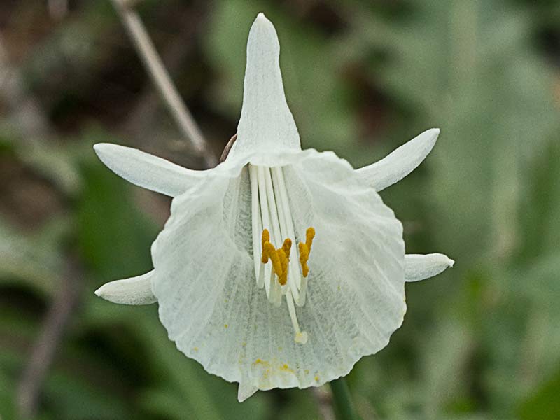 Narciso blanco, campanitas (Narcissus cantabricus)