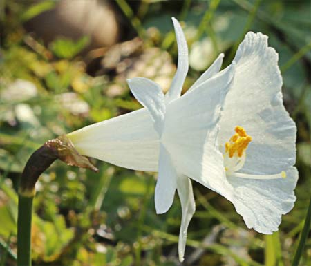 Narciso blanco, Narcissus cantabricus
