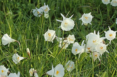 Rodal de narcisos blancos, Narcissus cantabricus