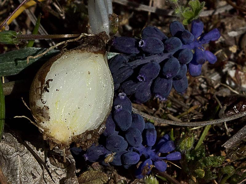 Nazareno, penitente o jacinto de uva (Muscari Neglectum) 
