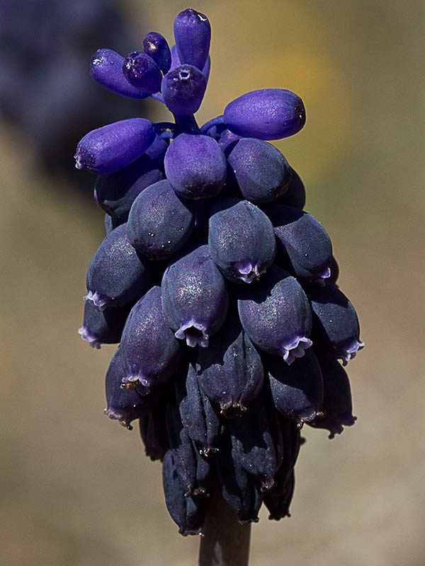 Nazareno, penitente o jacinto de uva (Muscari Neglectum) 