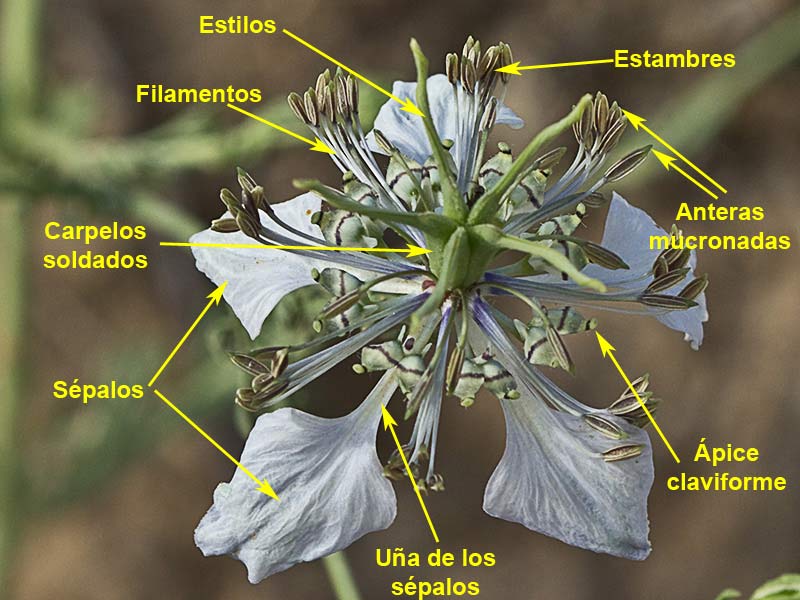 Partes de la flor de la Neguilla (Nigella gallica)