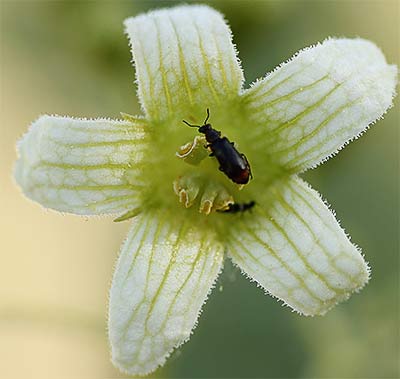 Flor de la nueza (Bryonia dioica)