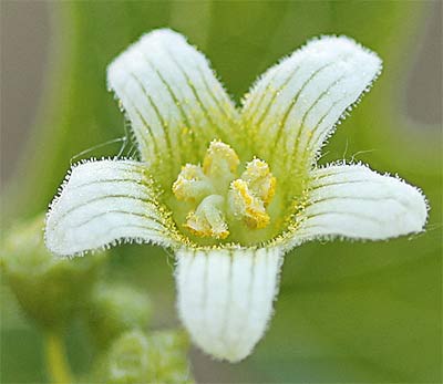 Nueza (flor) (Bryonia dioica)