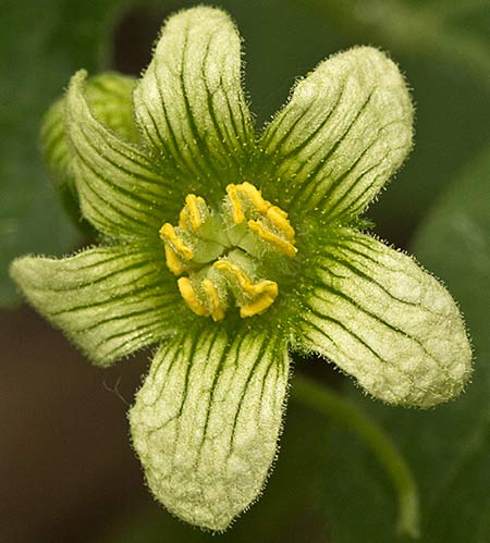 Flor de la nueza (Bryonia dioica)
