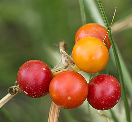 Fruto maduro de la nueza (Bryonia dioica)
