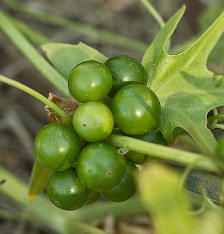 Fruto en verde de la nueza (Bryonia dioica)