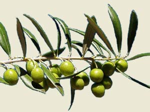 Aceitunas y hojas del olivo