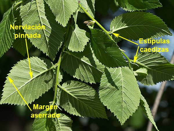 Ramas y hojas (envés) del olmo (Ulmus carpinifolia, ulmus minor)