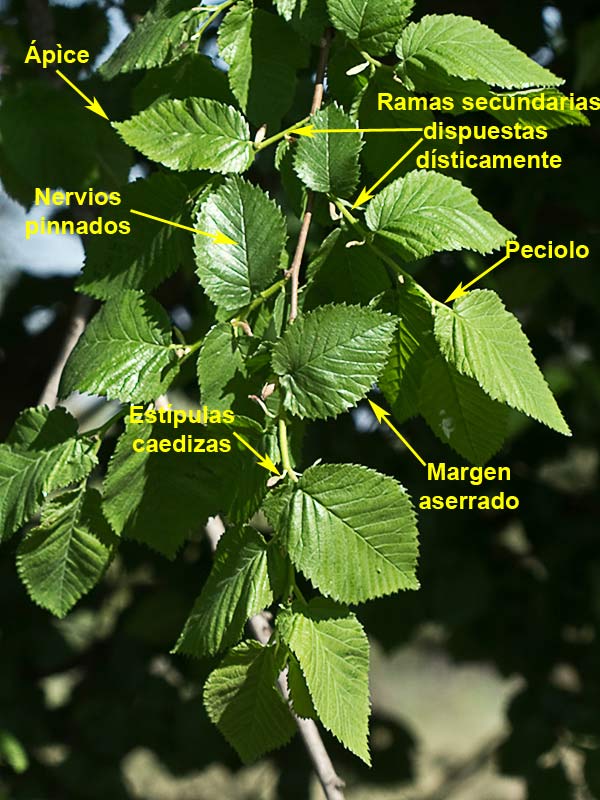 Ramas y hojas (haz) del olmo (Ulmus carpinifolia, ulmus minor)