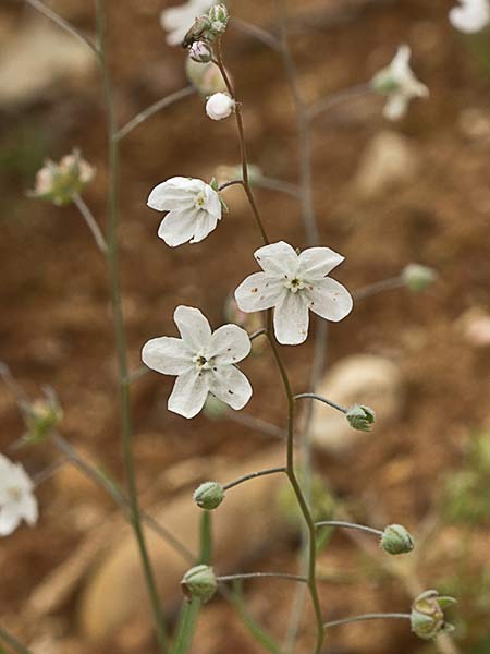La Ombliguera (Omphalodes linifolia)