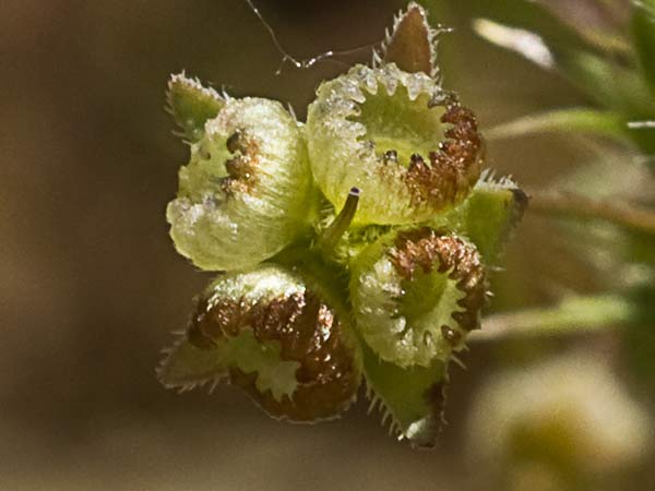La Ombliguera (Omphalodes linifolia) 