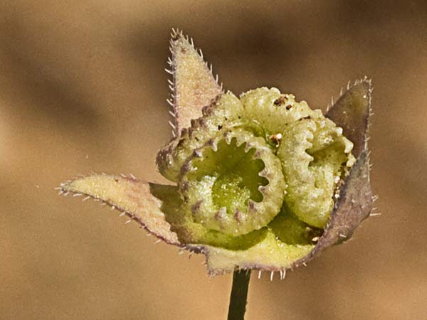 La Ombliguera (Omphalodes linifolia) 