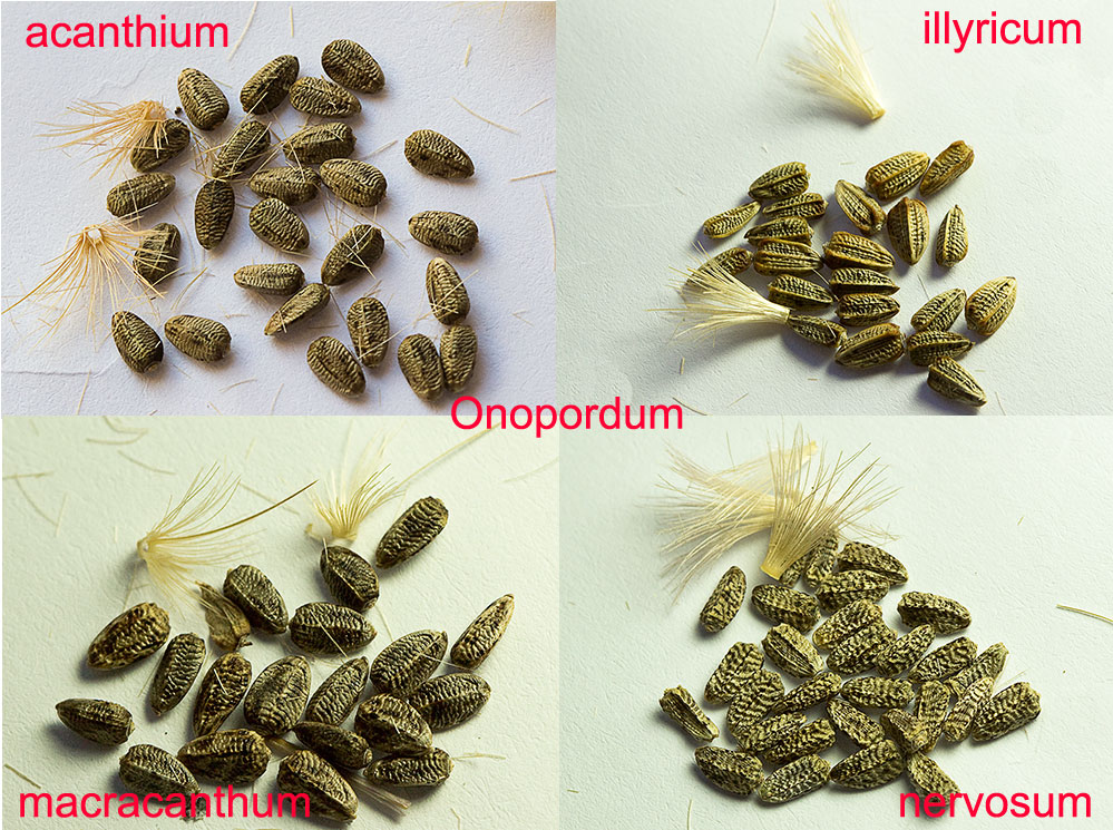 Semillas de las Onopordum, acanthium illyricum,macracanthium y nervosum