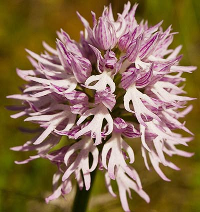 Orchis itálica