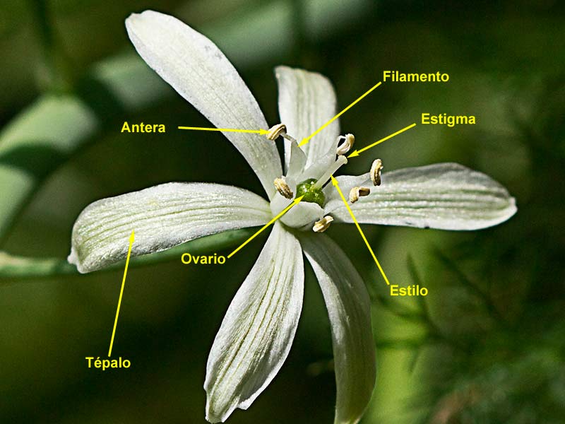 Partes de la flor del Ajo de lobo (Ornithogalum narbonense)