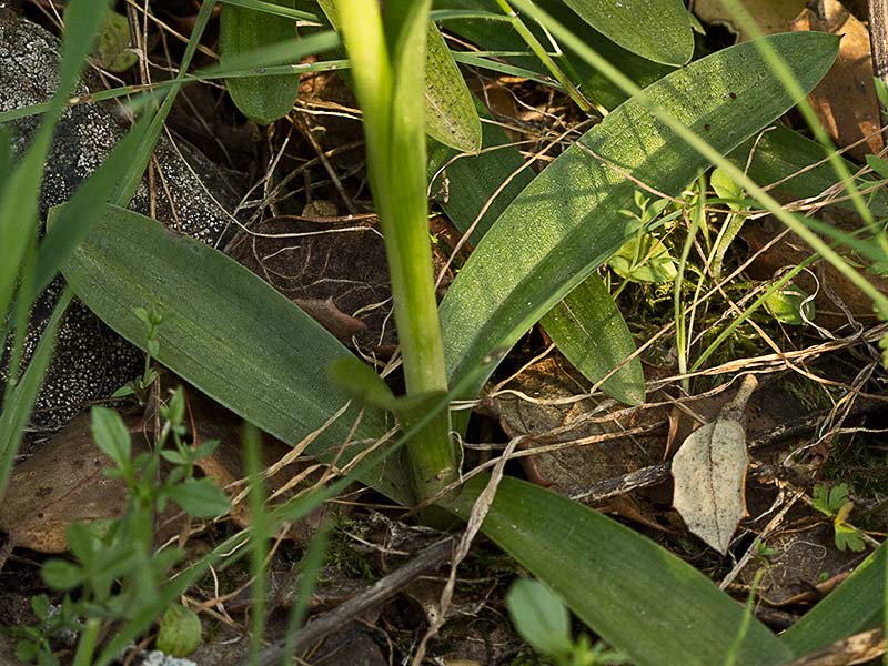 Orquídea de flores laxas (Anacamptis laxiflora)
