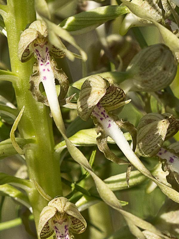 Himantoglossum hircinum
