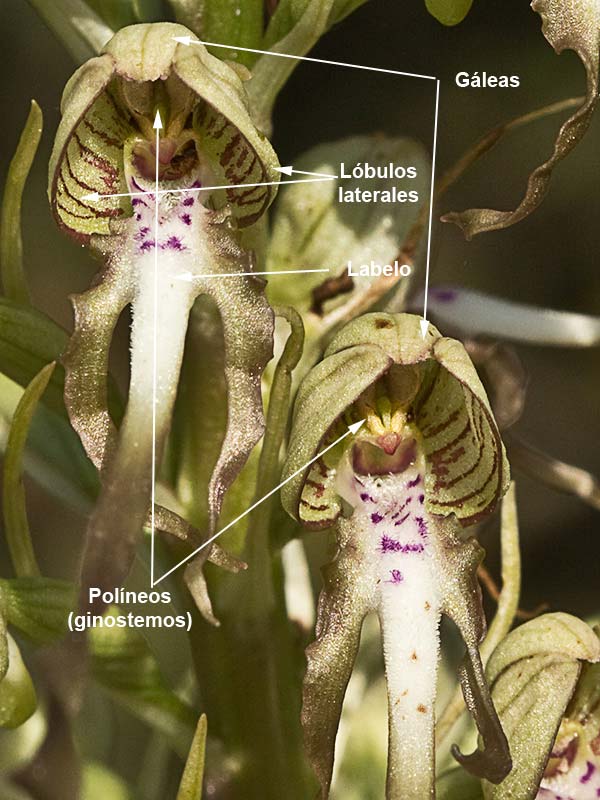 Partes flor Himantoglossum hircinum