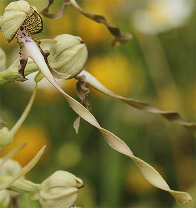 Flor de la orquídea lagarto (Himantoglossum hircinum)