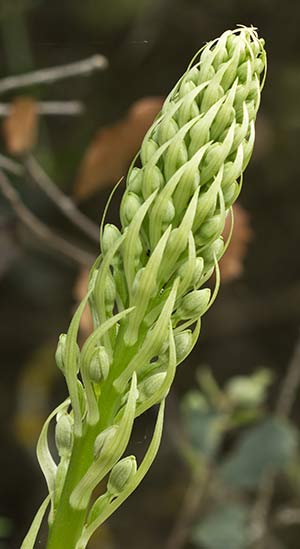 Orquidea lagarto (Himantoglossum hircinum)