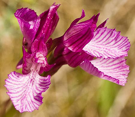 Otra flor de la Orquídea mariposa (Orchis papilionacea)