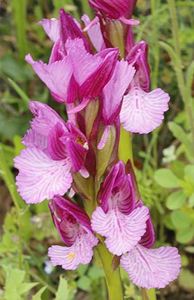 Flores de la orquídea mariposa (Orchis papilionacea)