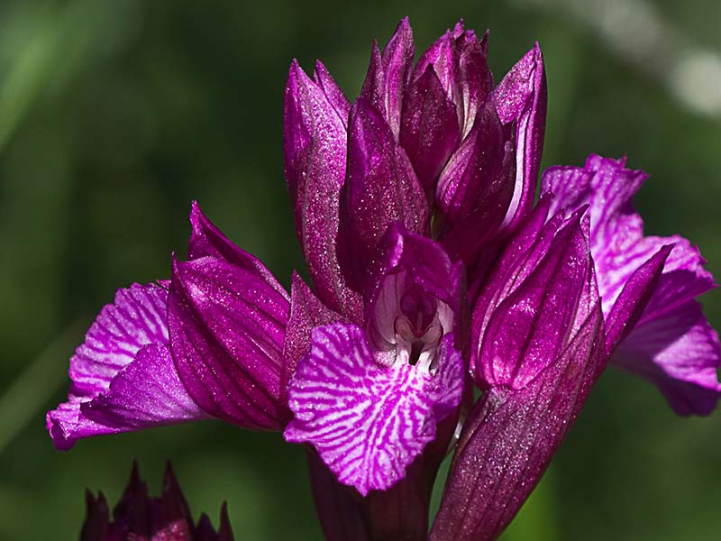 Racimo de flores de la orquídea mariposa (Orchis papilionacea)