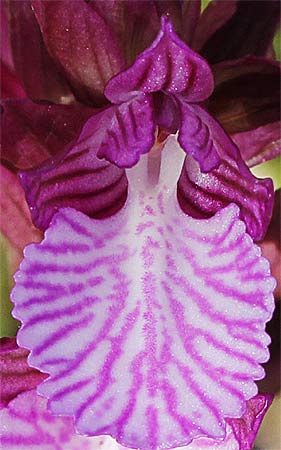 Flor de la orquídea mariposa (Orchis papilionacea)