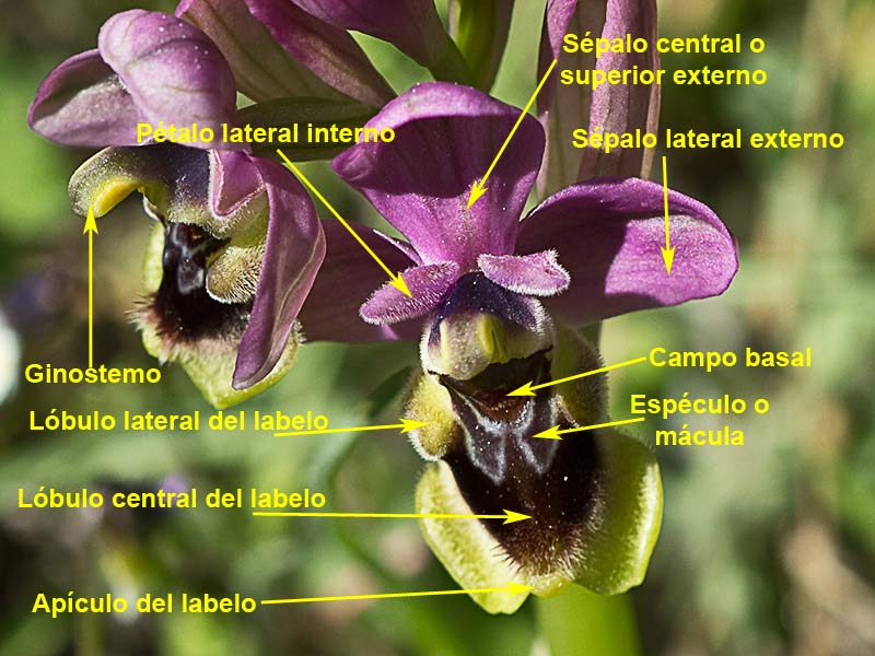 Orquídea avispa (Ophrys tenthredinifera)
