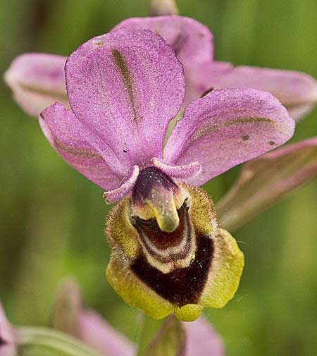 Orquídea avispa