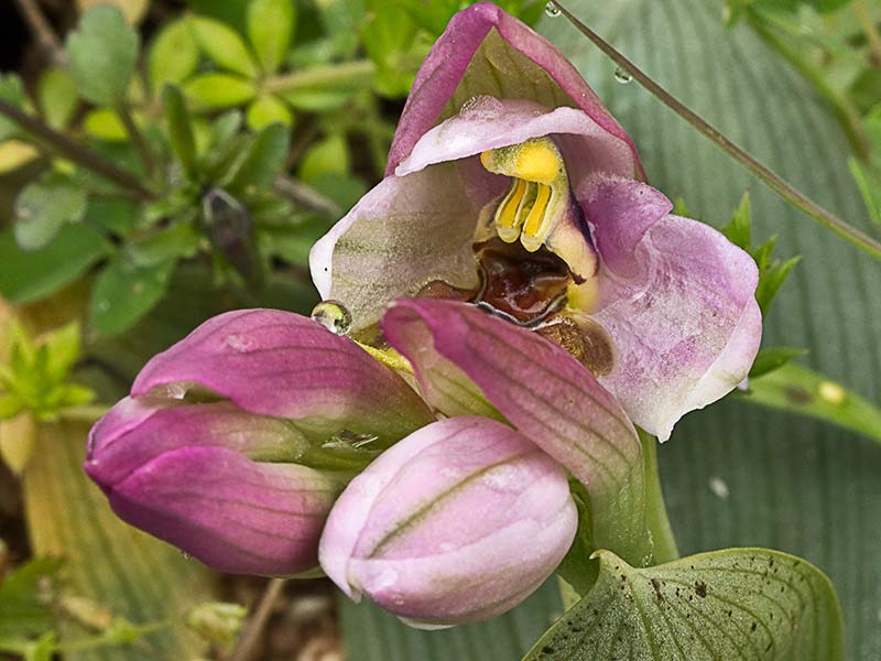 Orquídea avispa (Ophrys tenthredinifera)