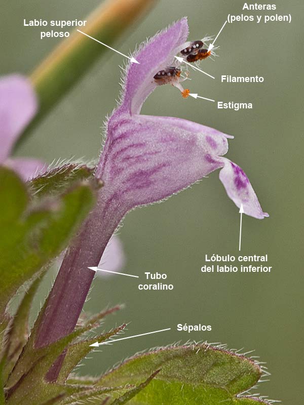 Estructura y partes de la flor de la Ortiga híbrida (Lamium hybridum)