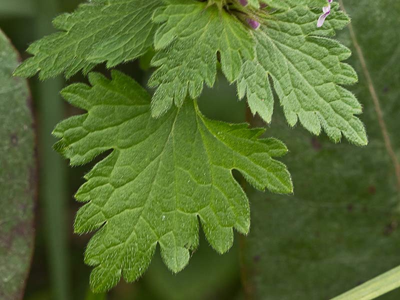 Ortiga híbrida (Lamium hybridum)
