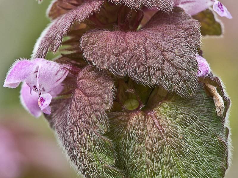 Lamio púrpura u ortiga roja (Lamium purpureum)