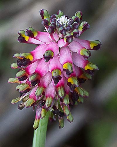 Platycapnos spicata, inflorescencia