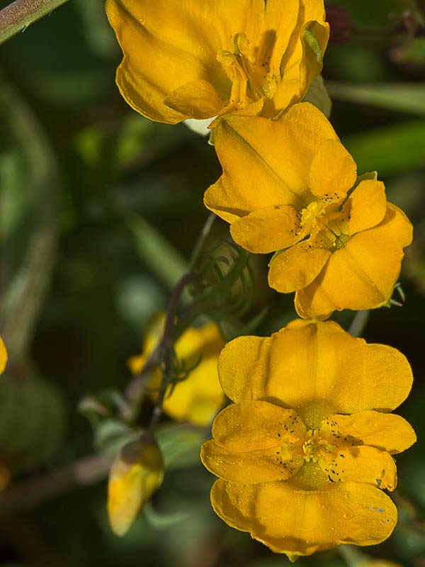 Flores de la pamplina (Hypecoum imberbe)