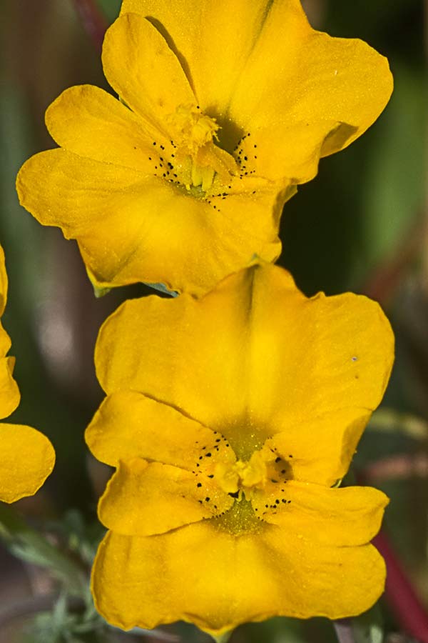 Flores de la pamplina (Hypecoum imberbe)