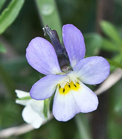 Pensamiento silvestre. Viola arvensis