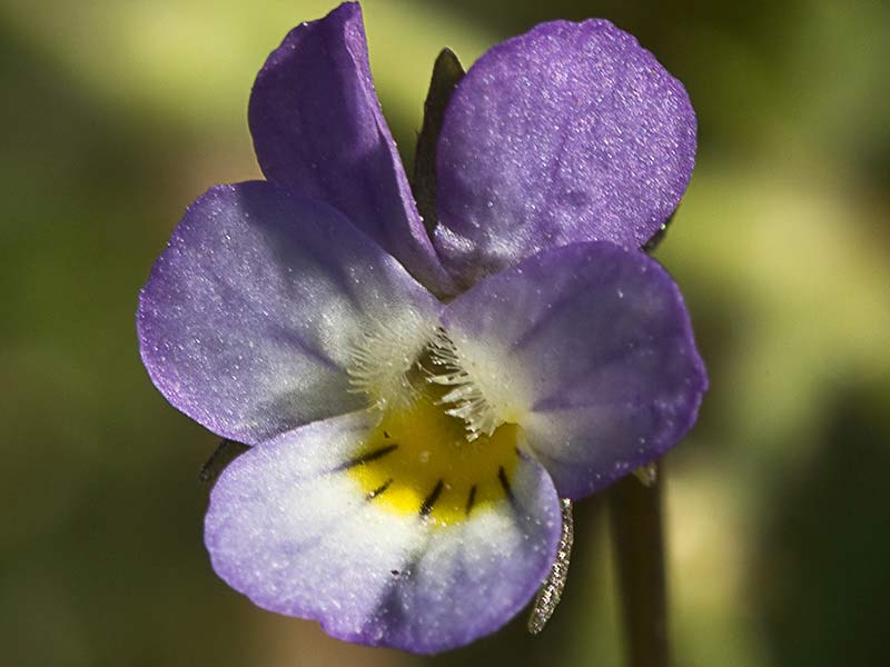  Flor del Pensamiento silvestre. Viola arvensis