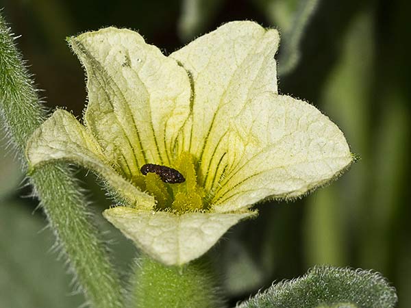 Flor del pepinillo loco (Ecballium elaterium)