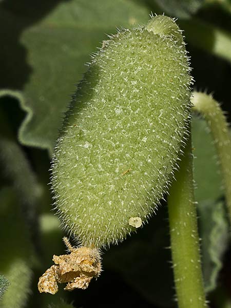 Fruto del Pepinillo del diablo, pepinillo loco o elaterio (Ecballium elaterium) 