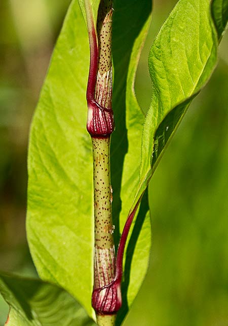 Entrenudos de la Persicaria (Polygonum persicaria)