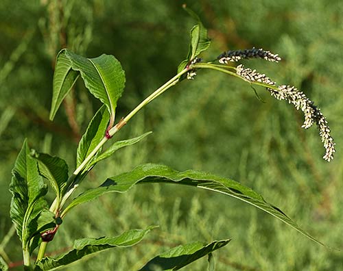 Mata de Persicaria (Polygonum persicaria)