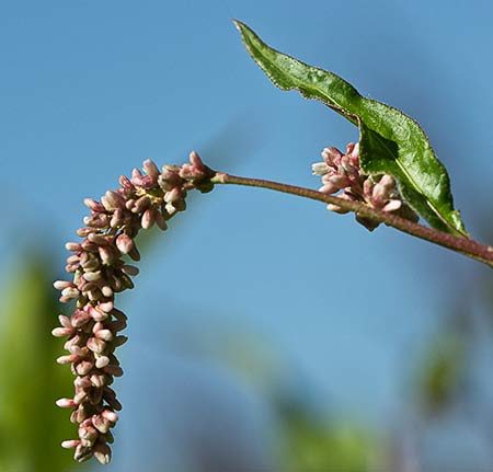 Ramo de la Persicaria (Polygonum persicaria)