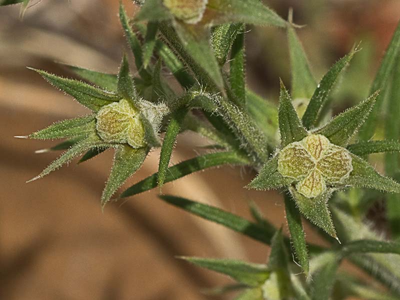 Pinillo bastardo (Teucrium pseudochamaepitys)
